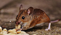 24 Hour & Emergency Exterminators in Allakaket, AK